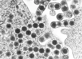 Eletromicrografia de um corpo de inclusão de um nucleopolyhedrovirus.