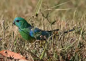 Ilustração de um periquito Red Rumped