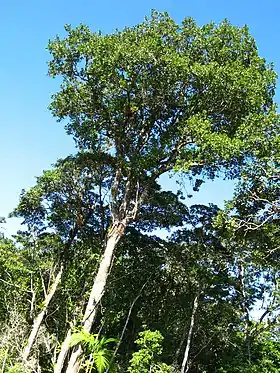 Exemplares da árvore guanandi - jacareúba