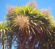 Cordyline australis em flor (Jardim Botânico de Dunedin).