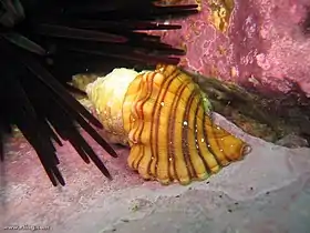 Um espécime de Cabestana spengleri, uma espécie da família Ranellidae