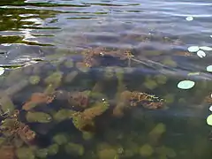 Espécimes verdes e castanho-avermelhados