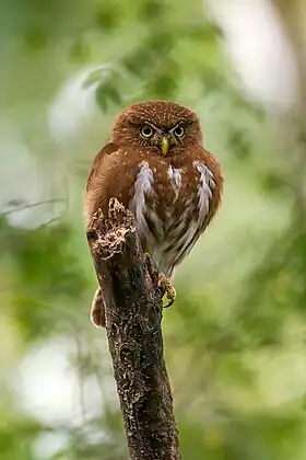 Espécime avistado em Linhares, Espírito Santo, Brasil