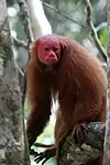 Cacajao calvus ucayalii