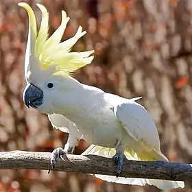 Cacatua-de-crista-amarela