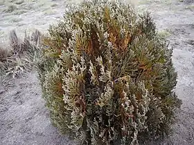 Loricaria colombiana