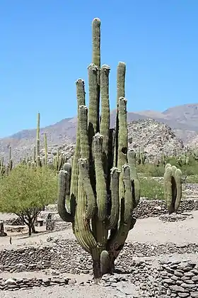 Cactus