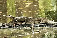 Caiman crocodilus. Spectacled Caiman (42253684125)