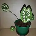 Nome oficial: Caladium Humboldtii. Nome popular:Mini Caladium, Sapatinho de Nossa SenhoraObservação:Caladium com folhas verdes, manchas médias em branco, tamanho entre 7 cm de comprimento por 5 cm de largura.