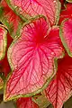 Folha de perto (Caladium bicolor  Nome popular Caladium Florida Sweetheart)