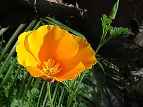 Eschscholzia californica