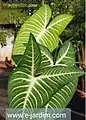 'Caladium Lindenii ou Xhantosoma Lindenii.