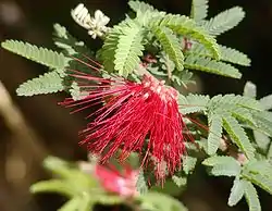 Calliandra californica.