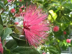 Calliandra emarginata.