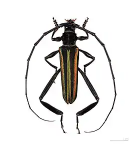 Callichroma auricomum