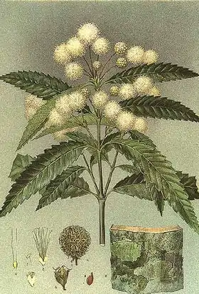 Callicoma serratifolia (ilustração).