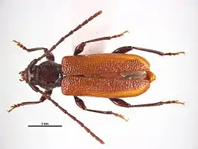 Callidiellum rufipennis
