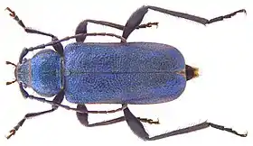 Callidium violaceum