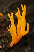 Calocera viscosa(Dacrymycetes)