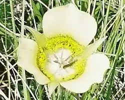 Calochortus gunnisonii.