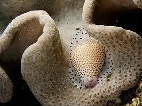 C. verrucosus em seu habitat; fotografado em Timor-Leste, Sudeste Asiático.