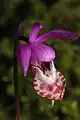 Calypso bulbosa