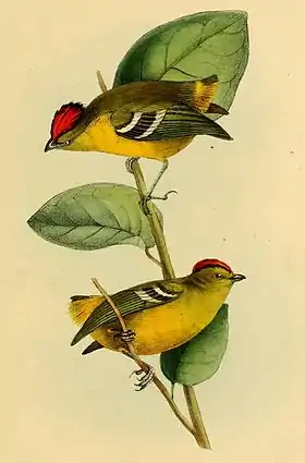 Ilustração de Calyptura cristata, retirada do livro A selection of the birds of Brazil and Mexico, por William John Swainson.