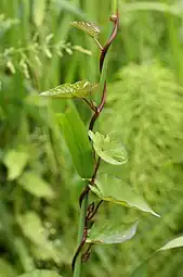 Calystegia sepium, uma herbácea volúvel.