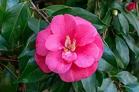 Flor de um exemplar de Camellia japonica, espécie nativa do Japão e de grande interesse comercial.