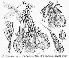 Ilustrações de Camoensia scandens