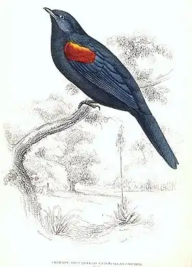Campephaga phoenicea macho