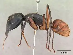 Camponotus gigas borneensis