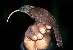 Campylorhamphus pusillus