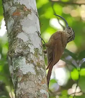 Arapaçu-de-bico-torto em Parque Nacional de Itatiaia, Estado do Rio de Janeiro, Brasil