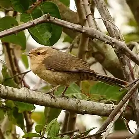 Catatau em Pantanal Norte, Poconé, Estado de Mato Grosso, Brasil