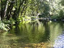 Amarante Canadelo Rio Olo