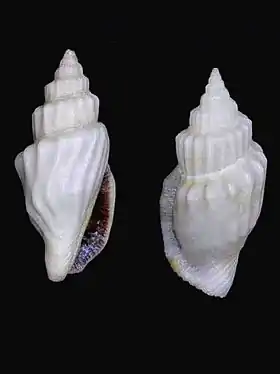 Duas vistas da concha de C. erythrinum; espécimes provenientes da coleção do Museu de História Natural de Leiden.