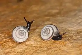 Candidula unifasciata