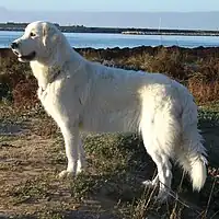 Cane da pastore Maremmano-Abruzzese.jpg