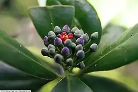 Inflorescência, com uma flor na fase masculina.