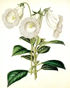 Capanea grandiflora