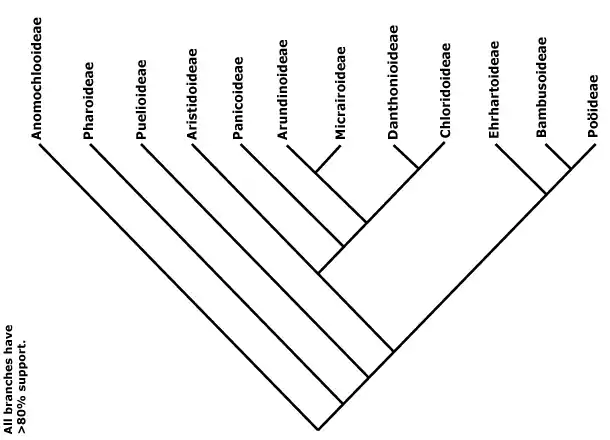Relações filogenéticas em Poaceae segundo Angiosperm Phylogeny Group (APG) Mapeamento de Vester, (1940) e Hultén, (1961) (