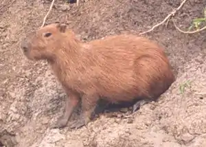Capivara
