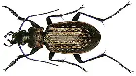 Carabus granulatus