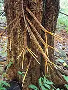 Raízes de Carallia brachiata.