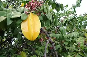 Averrhoa carambola Carambola