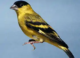 Carduelis yarrelliiPintassilgo-do-nordeste