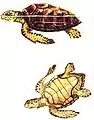 Representação duma tartaruga-marinha-comum