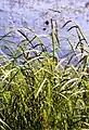 Carex acuta