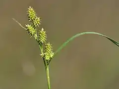 Carex demissa inflorescence